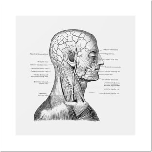 Vascular and Muscular System - Vintage Anatomy Posters and Art